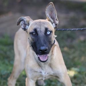 A light brown dog with a black muzzle and blue eyes, standing outdoors on grass.