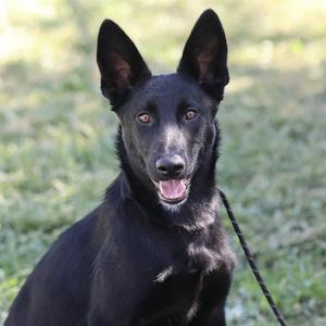 *CHER, German Shepherd Dog, young, available for adoption