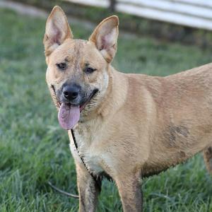 A brown dog with perked ears and a pink tongue sticking out, standing on grass.