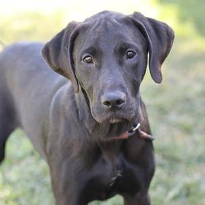 A black dog with floppy ears standing in a grassy area.
