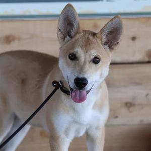 A light brown and white dog with perked ears and a black leash, standing in front of a wooden wall.