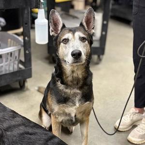 *COCO, Queensland Heeler, senior, available for adoption