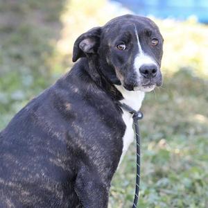 A black and white dog with a brindle coat sitting outdoors on a grassy area.