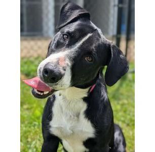 Flash, Great Dane, adult, available for adoption