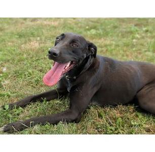 Bruce, Labrador Retriever, adult, available for adoption