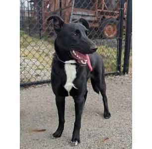 Lynk, Border Collie, young, available for adoption