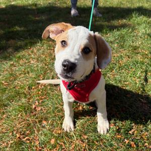Randall, Terrier, Pit Bull, puppy, available for adoption