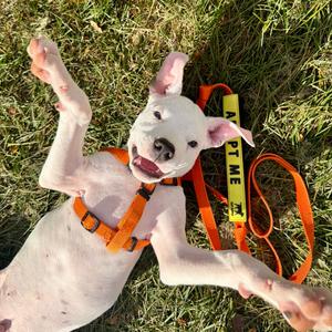Dice, Terrier, Pit Bull, puppy, available for adoption