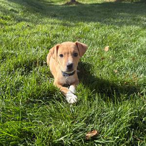 Reeses, Terrier, Pit Bull, puppy, available for adoption