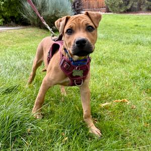 Pudgy, Chinese Shar-Pei, puppy, available for adoption
