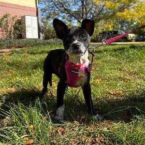 Pistol, American Blue Heeler, puppy, available for adoption