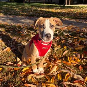 Faith, Terrier, Pit Bull, puppy, available for adoption