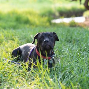 Ombre, Mastiff, adult, available for adoption