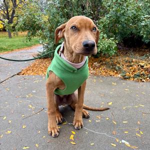 Cider, Retriever, Labrador, young, available for adoption
