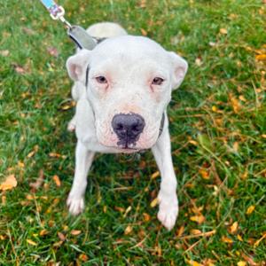 Hope, Terrier, Pit Bull, adult, available for adoption