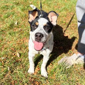 Gojo, American Blue Heeler, puppy, available for adoption