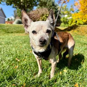 Pierre, Chihuahua, senior, available for adoption