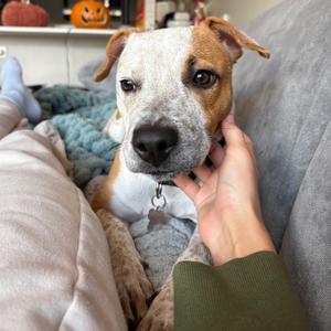 Pumpkin, Terrier, Pit Bull, young, available for adoption