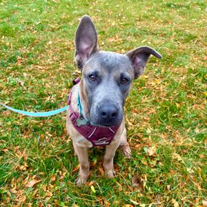 Riley, Shepherd, young, available for adoption