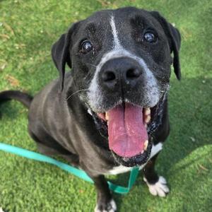 Gramps, Terrier, Pit Bull, available for adoption