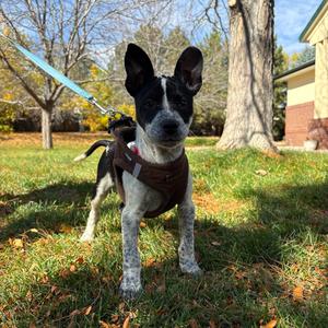 Pecos, American Blue Heeler, puppy, available for adoption