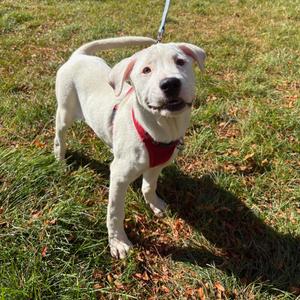 Boo, Terrier, Pit Bull, puppy, available for adoption