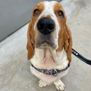 Gus, Hound, Basset, adult, available for adoption