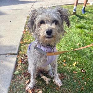 Donna Paula, Poodle, available for adoption