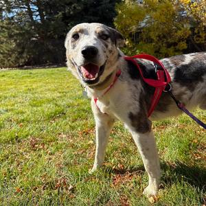Frankenstein, Catahoula Leopard Dog, adult, available for adoption