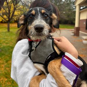 Corduroy, Terrier, puppy, available for adoption