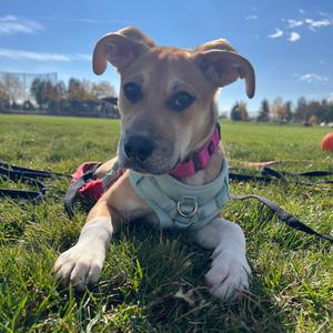 Jill, Cattle Dog, puppy, available for adoption