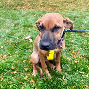 Maple, Retriever, Labrador, young, available for adoption