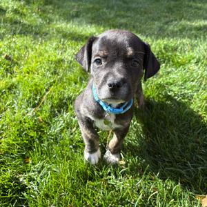 Rolo, Terrier, Pit Bull, puppy, available for adoption