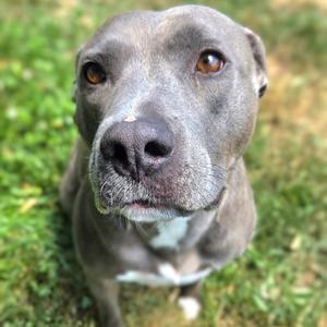 Pickle, Terrier, Staffordshire Bull, adult, available for adoption