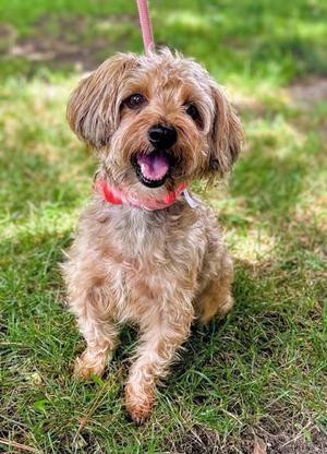 Colter, Yorkshire Terrier and Poodle - Toy, adult, available for adoption