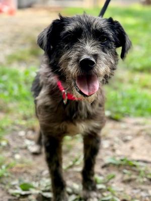 Hadley, Terrier Mix, adult, available for adoption