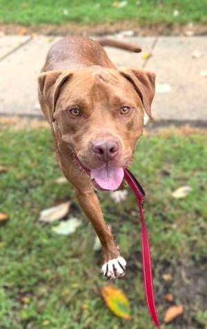 a brown dog with a pink tongue and a red leash