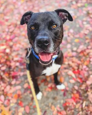 Max, Mixed Breed, adult, available for adoption