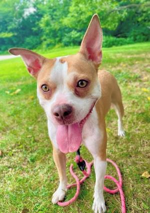 A brown and white dog with pink ears and tongue sticking out, standing on grass with a pink leash.