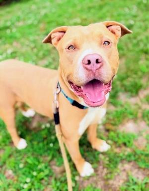 Doc, Mixed Breed, young, available for adoption