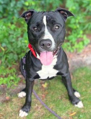 Gibby, Mixed Breed, young, available for adoption