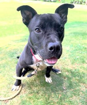 Dillard, Mixed Breed, young, available for adoption