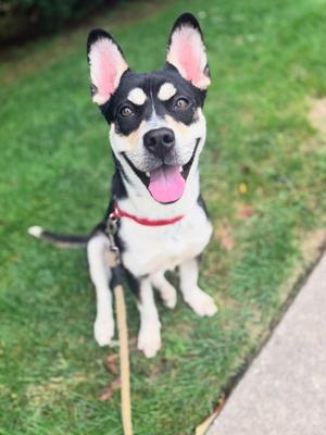 A black and white dog with pink ears and a red collar sitting on grass, looking up at the camera with its tongue out.