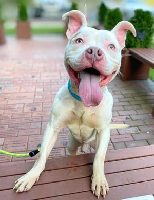 Queso, Mixed Breed, young, available for adoption