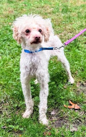Birdie, Poodle - Miniature Mix, adult, available for adoption