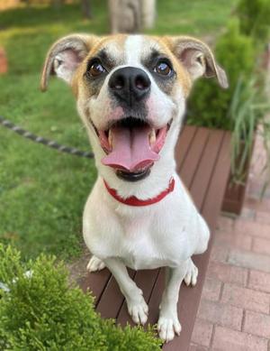 Niblet, Mixed Breed, young, available for adoption