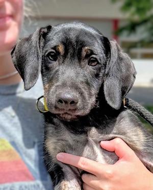Ford, Hound Mix, puppy, available for adoption