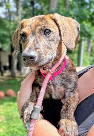 Fallon, Dachshund Mix, puppy, available for adoption