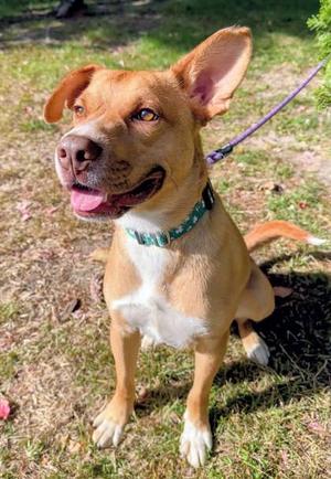 Jasper, Mixed Breed, young, available for adoption