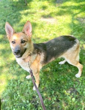 Malibu, German Shepherd Dog Mix, adult, available for adoption